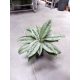  Aglaonema silver frost 45 см 15/19 в ХИДРОПОНИКА рядък сорт