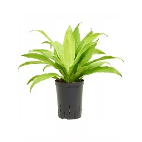    Dracaena limelight 45см в хидропоника вложка 15/19 светлозелена хидродрацена