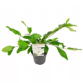    Magnolia FAIRY MAGNOLIA CREAM Evergreen ароматен УНИКАЛЕН