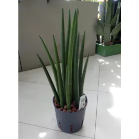    Sansevieria шипове хидропоника 40 см 13/12 sansevieria в хидропоника