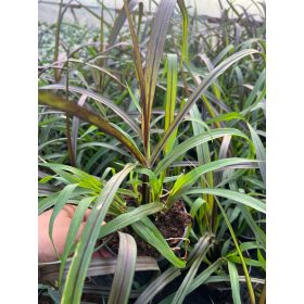    Вертиго трева SPLENICA 'pennisetum, хубав едър разсад