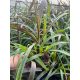  Вертиго трева SPLENICA 'pennisetum, хубав едър разсад