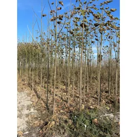    Разсад на 2-годишна Oxytree Paulownia Shantong