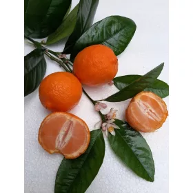    Цитрусово дръвче ТАНГЕРИН високо 9 см