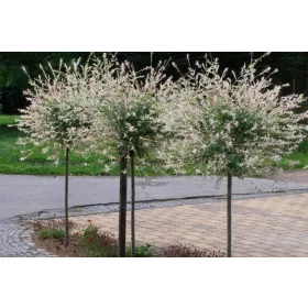    Разсад жълта върба в съд 2-3 литра 110-130см