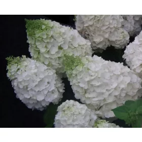    Бели хортензии разсад в съд 2-3л 30-60см