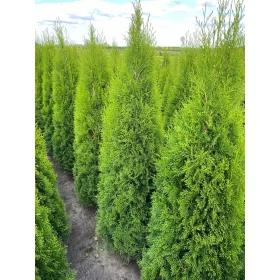    ПРОМО Туя Smaragd 240-260 Транспорт за жив плет