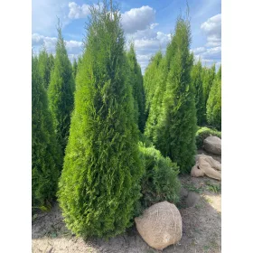    ПРОМО Туя Смарагд 200-220 Транспорт за жив плет
