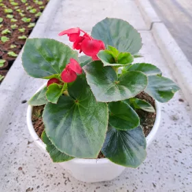  Разсад Begonia Benariensis в 2-3 литров съд