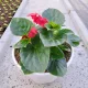  Разсад Begonia Benariensis в 2-3 литров съд