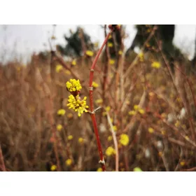  Разсад дрян в съд 2-3 литра 120-135см