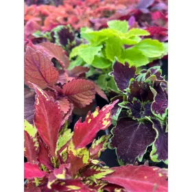    Колеус Колеус Коприва декоративни листа хубав разсад КОМПЛЕКТ 5 броя ХИТ