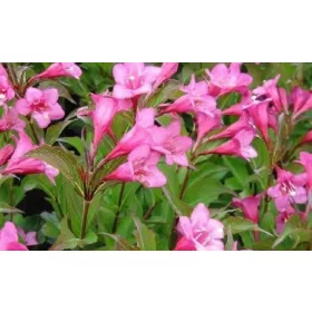    Храсти разсад в 3-5 литров съд, 20-30 см