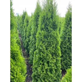    ПРОМО 100 Туя Смарагд Жив плет 180-200 см Транспорт