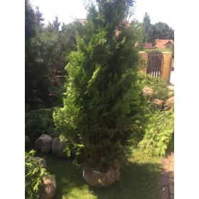    Специална оферта ! Туя туя Брабант жив плет 200-220см