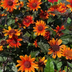    Слънчоглед 'Fire Twister' гол корен РАЗСЕД ДЕКОРАТИВНИ ЛИЧНИ РАСТЕНИЯ