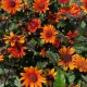  Слънчоглед 'Fire Twister' гол корен РАЗСЕД ДЕКОРАТИВНИ ЛИЧНИ РАСТЕНИЯ