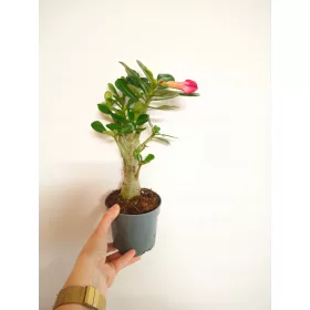    Разсад от дебелец в контейнер от 0,5-1 литра