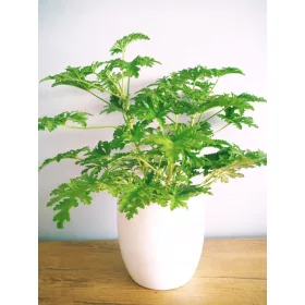  Pelargonium graveolens разсад в съд 0,5-1 л