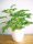  Pelargonium graveolens разсад в съд 0,5-1 л