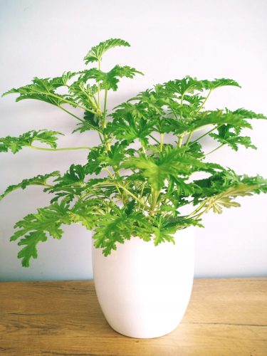  Pelargonium graveolens разсад в съд 0,5-1 л