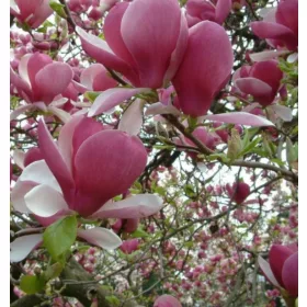    Магнолии и лалета, разсад в съд 3-5 литра, 70-140 см.