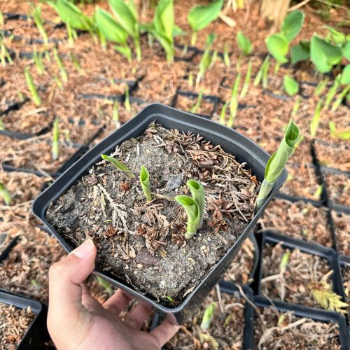  Funkia 'Blue Angel' IN POT P16, тригодишна, добре вкоренена (Hosta)