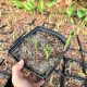  Funkia 'Blue Angel' IN POT P16, тригодишна, добре вкоренена (Hosta)