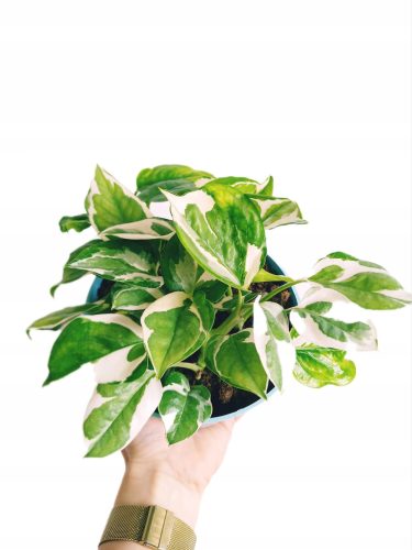  Epipremnum N' Joy разсад в контейнер 0,5-1 л