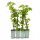 Катерлива хортензия petiolaris Hydrangea 40см+ КОМПЛЕКТ 4 бр