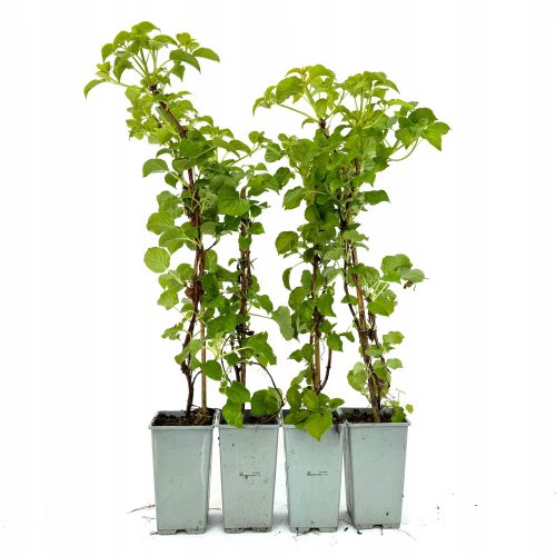  Катерлива хортензия petiolaris Hydrangea 40см+ КОМПЛЕКТ 4 бр
