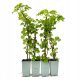  Катерлива хортензия petiolaris Hydrangea 40см+ КОМПЛЕКТ 4 бр