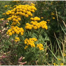    ГОДИШНО УБИЙСТВО ЗА КОМАРИ, КЪРЛЕЖИ, ДЕКОРАТИВНИ СЕМЕНА