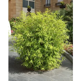  Бамбуков разсад в контейнер 0.5л