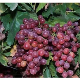  Swenson Червена лоза 40-60 см