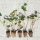  COMMON Ivy HEDERA HELIX ОПАКОВКА ДО 200 ЧАСТИ В МНОГОПАЛЕТ FV