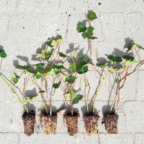  COMMON Ivy HEDERA HELIX ОПАКОВКА ДО 200 ЧАСТИ В МНОГОПАЛЕТ FV