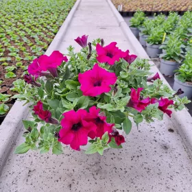    Petunia Hybrida Purple разсад в 2-3 литров съд