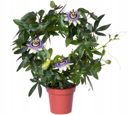  Пасифлора СИНЯ ПАСИФЛОУРА (Passiflora caerulea) Разсад с цветя P13