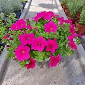    Petunia Hybrida Hot Pink разсад в 2-3 литров съд