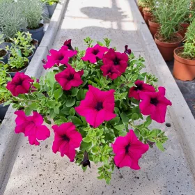    Petunia Hybrida Raspberry разсад в 2-3 литров съд