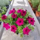 Petunia Hybrida Raspberry разсад в 2-3 литров съд