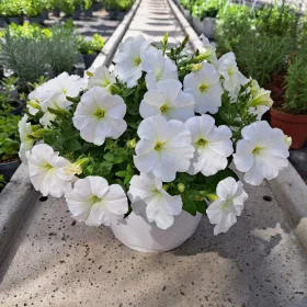    Petunia Hybrida Pearl White разсад в 2-3 литров съд