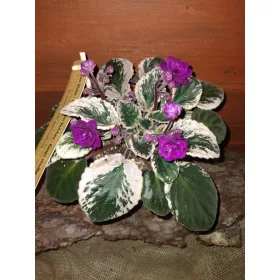  Разсад сенполия в контейнер 0,5л