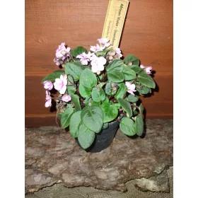 Разсад сенполия в контейнер 0,5л