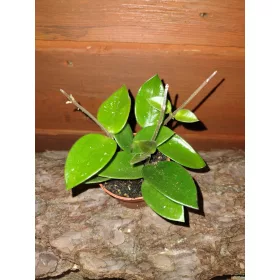  Разсад Hoja Chouke в контейнер до 0,5л