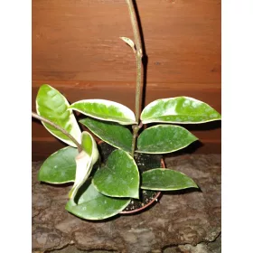  Hoja KRIMSON QUEEN разсад в контейнер 0,5л