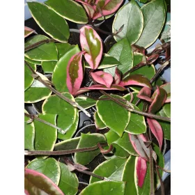    Ходжа ФЛАМИНГО ДРИЙМ разсад в контейнер 0.5л