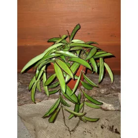  Разсад Hoja WAYETTI в контейнер 0,5л