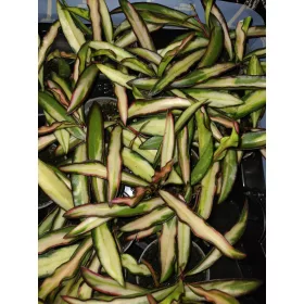    Hoja WAYETTI TRICOLOR разсад в контейнер 0,5л